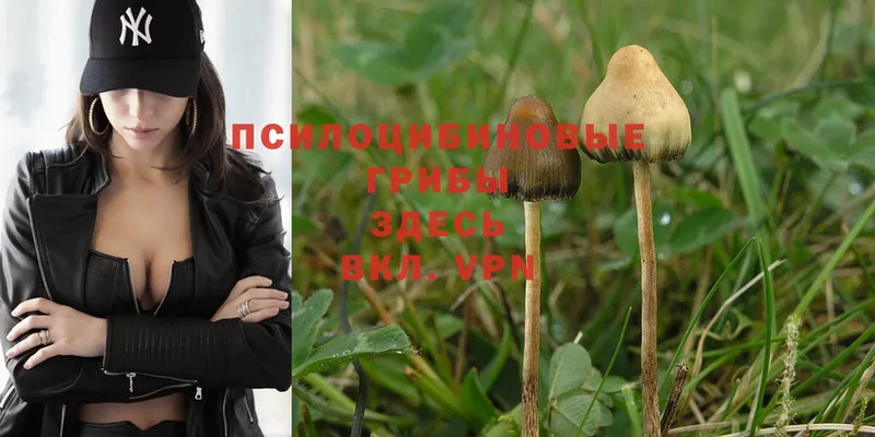 Галлюциногенные грибы Psilocybe  мега вход  Балашов 